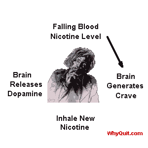 nicotine dependency crave-feeding cycle